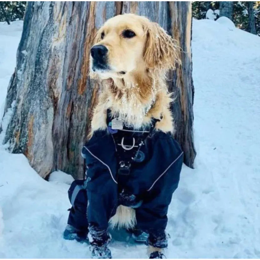 Mondou vetement chien clearance